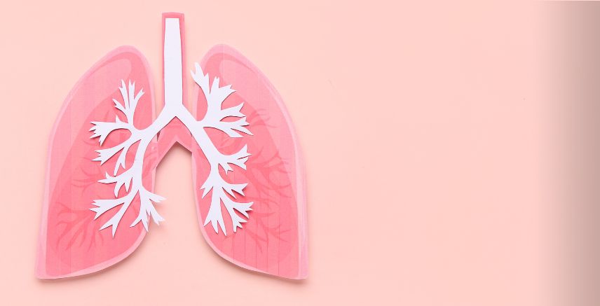 A digital image of lungs on a pink background.